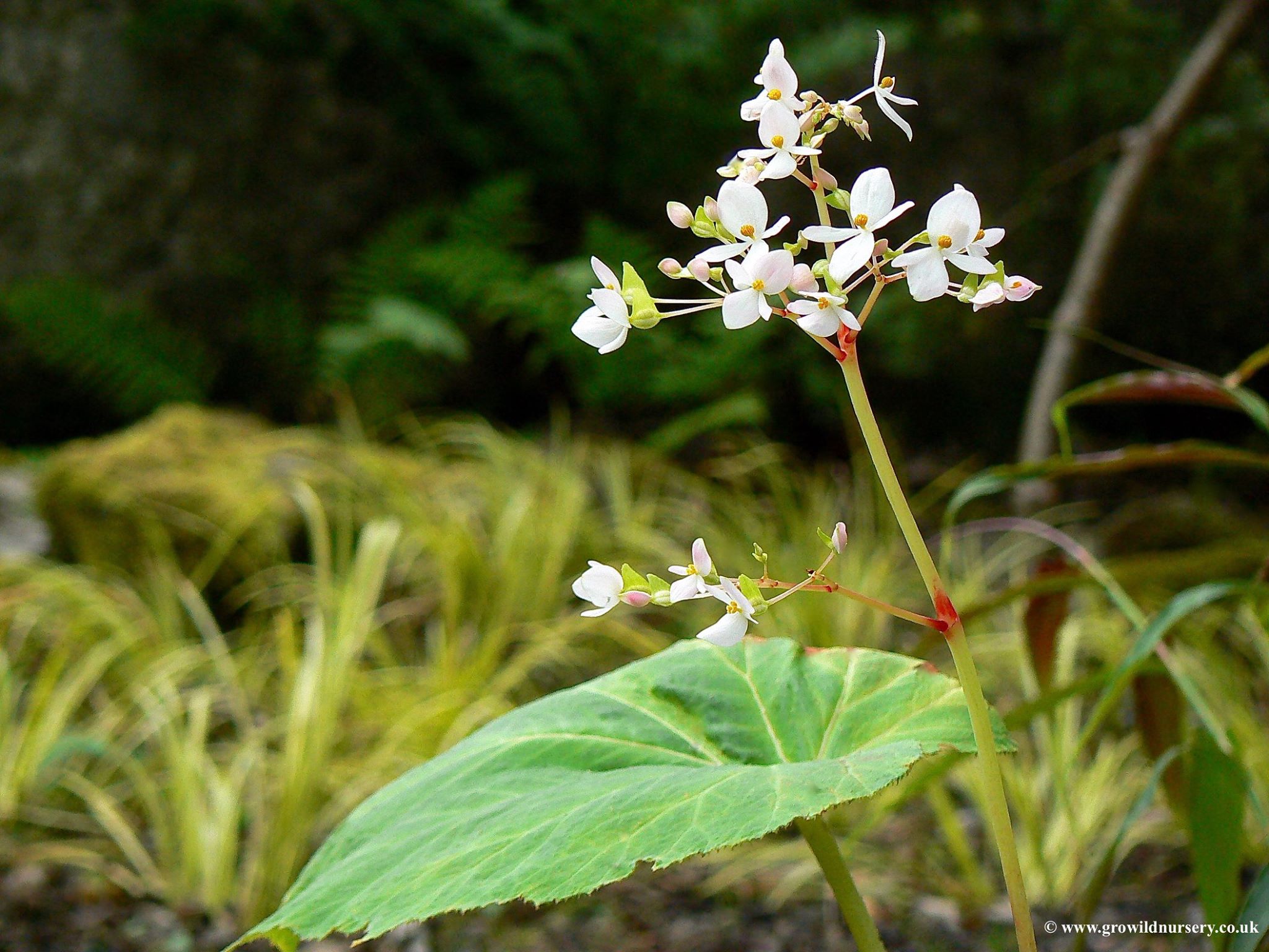 B. josephi var. josephi